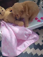 Tulip, a female Golden Retriever for sale in Woodburn, IN – 3 of 4