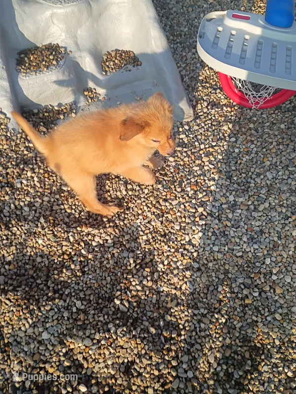 Tansy – Golden Retriever puppy for sale in Woodburn, IN