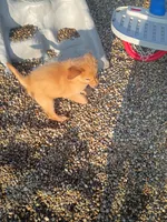 Tansy, a female Golden Retriever for sale in Woodburn, IN – 2 of 10