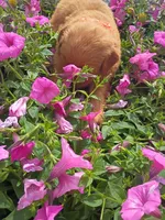 Toffee, a female Golden Retriever for sale in Woodburn, IN – 3 of 4