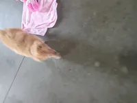 Tansy, a female Golden Retriever for sale in Woodburn, IN – 2 of 4