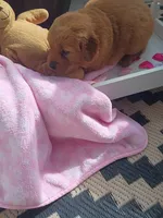 Toffee, a female Golden Retriever for sale in Woodburn, IN – 1 of 4