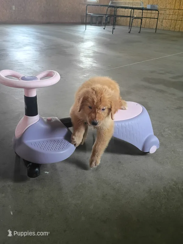 Tansy – Golden Retriever puppy for sale in Woodburn, IN