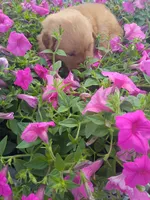 Tulip, a female Golden Retriever for sale in Woodburn, IN – 2 of 4