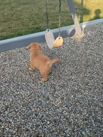 Tansy, a female Golden Retriever for sale in Woodburn, IN – 9 of 10