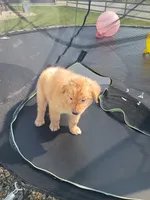 Tansy, a female Golden Retriever for sale in Woodburn, IN – 3 of 4