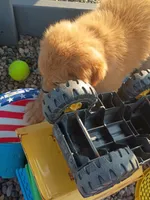Tansy, a female Golden Retriever for sale in Woodburn, IN – 6 of 10