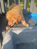 Tansy, a female Golden Retriever for sale in Woodburn, IN – 8 of 10