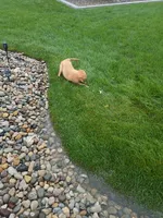 Tansy, a female Golden Retriever for sale in Woodburn, IN – 7 of 10