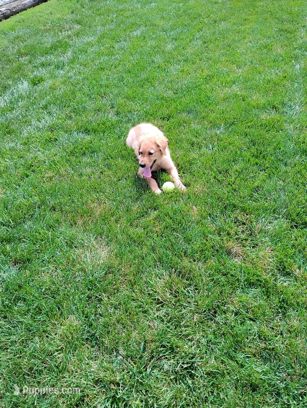 Tansy – Golden Retriever puppy for sale in Woodburn, IN