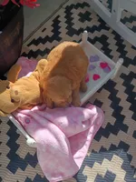 Tinker, a female Golden Retriever for sale in Woodburn, IN – 2 of 4