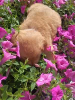 Tinker, a female Golden Retriever for sale in Woodburn, IN – 4 of 4