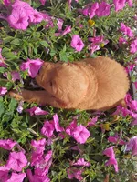 Toffee, a female Golden Retriever for sale in Woodburn, IN – 4 of 4