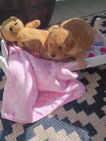 Tinker, a female Golden Retriever for sale in Woodburn, IN – 1 of 4