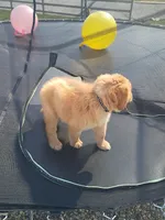 Tansy, a female Golden Retriever for sale in Woodburn, IN – 4 of 4