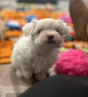 Nemo, a male Maltese for sale in Granville, IL – Photo 3 of 3