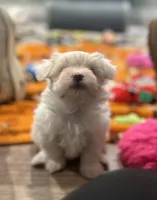 Nemo, a male Maltese for sale in Granville, IL – Photo 2 of 3