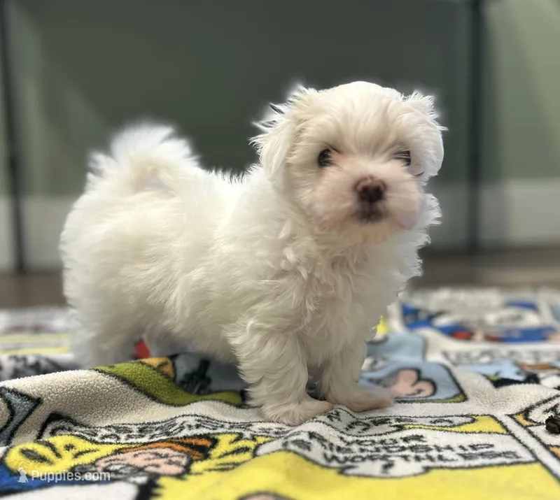 Nemo – Maltese puppy for sale in Granville, IL