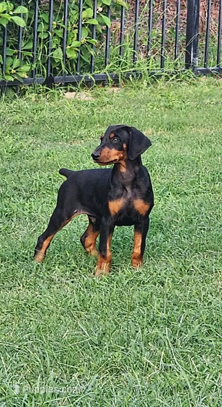 Thor – Doberman Pinscher puppy for sale in Elgin, TX