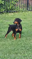 Thor, a male Doberman Pinscher for sale in Elgin, TX – 1 of 1