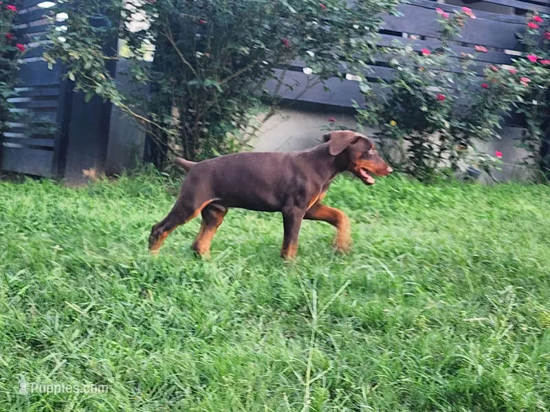 Aries – Doberman Pinscher puppy for sale in Elgin, TX