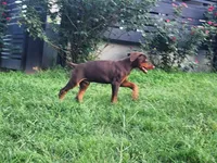 Aries, a male Doberman Pinscher for sale in Elgin, TX – 1 of 2
