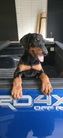 Angel, a female Doberman Pinscher for sale in Elgin, TX – 1 of 1