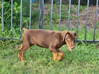 Aries, a male Doberman Pinscher for sale in Elgin, TX – 2 of 2
