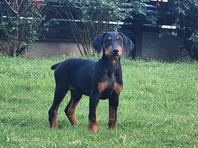 Zeus – Doberman Pinscher puppy for sale in Elgin, TX