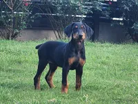 Zeus, a male Doberman Pinscher for sale in Elgin, TX – 1 of 1