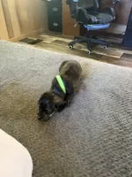 Brown dapple, a male Miniature Dachshund for sale in Manitowoc, WI – 2 of 4