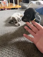 Blackie, a male Miniature Dachshund for sale in Manitowoc, WI – 5 of 7