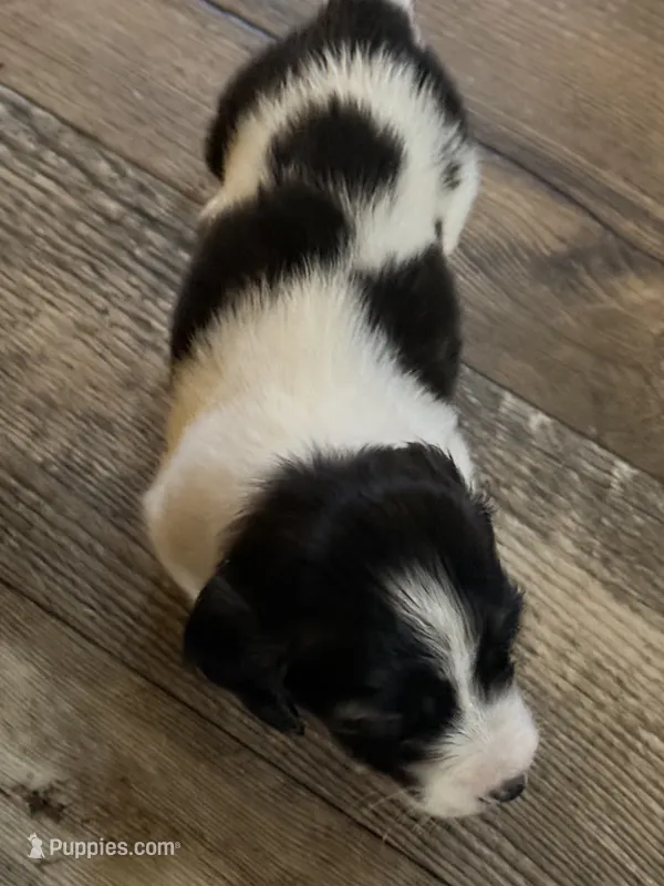 Pie ball white and black male – Miniature Dachshund puppy for sale in Manitowoc, WI