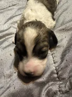 Pieball, a female Miniature Dachshund for sale in Manitowoc, WI – 2 of 5