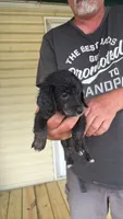 Blackie, a male Miniature Dachshund for sale in Manitowoc, WI – 4 of 7
