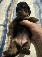 Female miniature Dachshund, a female Miniature Dachshund for sale in Manitowoc, WI – 3 of 7