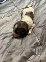Pieball, a female Miniature Dachshund for sale in Manitowoc, WI – 4 of 5