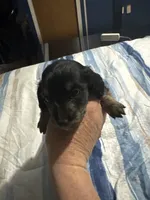 Tiger, a male Miniature Dachshund for sale in Manitowoc, WI – 2 of 5