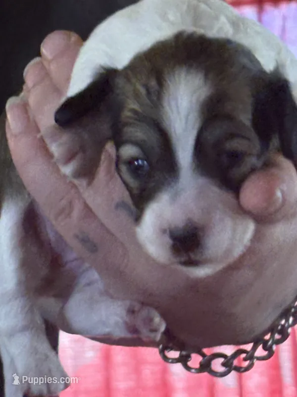 Pieball – Miniature Dachshund puppy for sale in Manitowoc, WI