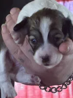 Pieball, a female Miniature Dachshund for sale in Manitowoc, WI – 1 of 5