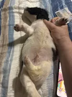 Pie ball white and black male, a male Miniature Dachshund for sale in Manitowoc, WI – 4 of 10