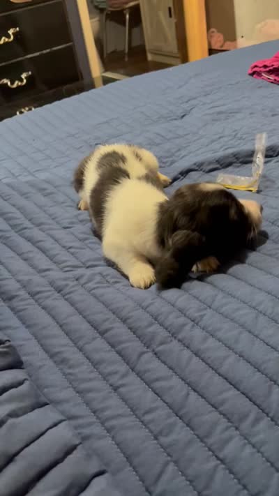 Pie, a male Miniature Dachshund for sale in Manitowoc, WI – 1 of 1