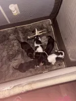 Pie ball white and black male, a male Miniature Dachshund for sale in Manitowoc, WI – 8 of 10