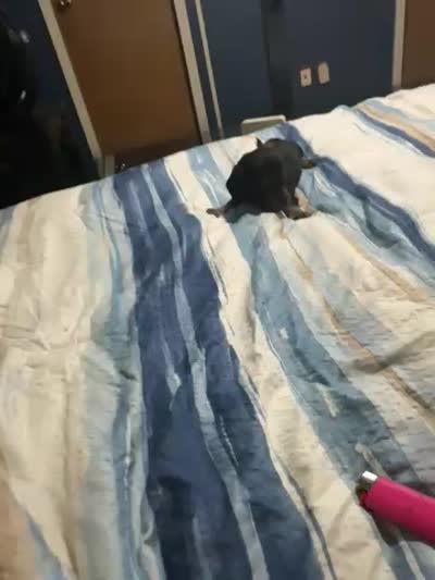 Tiger, a male Miniature Dachshund for sale in Manitowoc, WI – 5 of 5