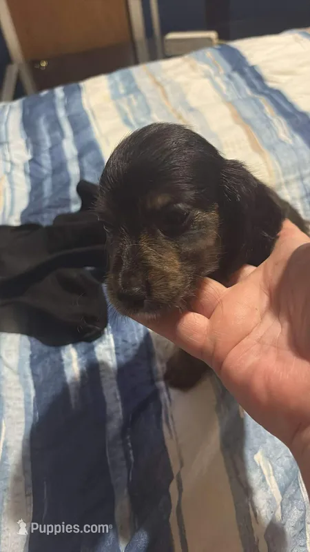 Female miniature Dachshund – Miniature Dachshund puppy for sale in Manitowoc, WI