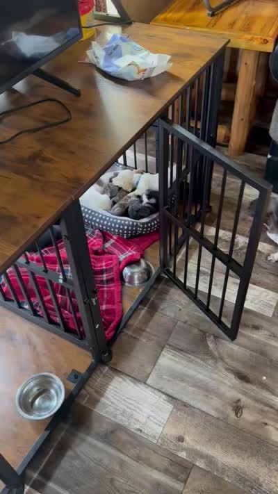 Sprinkle , a female Miniature Dachshund for sale in Manitowoc, WI – 2 of 3