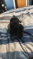 Female miniature Dachshund, a female Miniature Dachshund for sale in Manitowoc, WI – 4 of 7