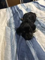 Tiger, a male Miniature Dachshund for sale in Manitowoc, WI – 4 of 5