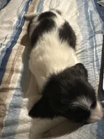 Pie ball white and black male, a male Miniature Dachshund for sale in Manitowoc, WI – 7 of 10