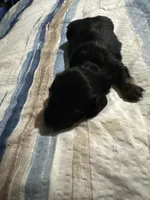 Female miniature Dachshund, a female Miniature Dachshund for sale in Manitowoc, WI – 5 of 7